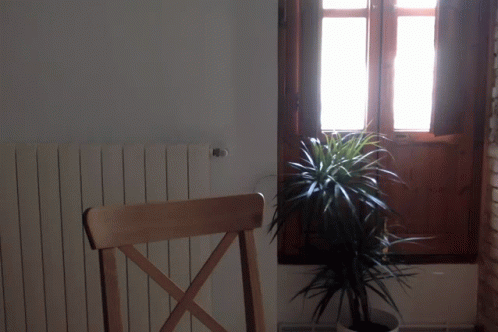 a chair sitting in front of a window next to a potted plant