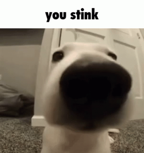 dog looking up at you in the mirror