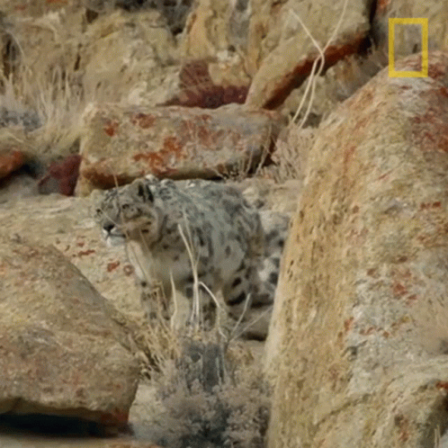 the snow leopard is walking along amongst large rocks