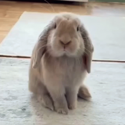 a small gray rabbit is sitting on the ground
