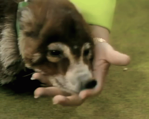 a close up image of a dog with his paw on a human hand
