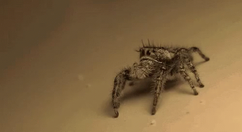 a close up of a spider on the ground