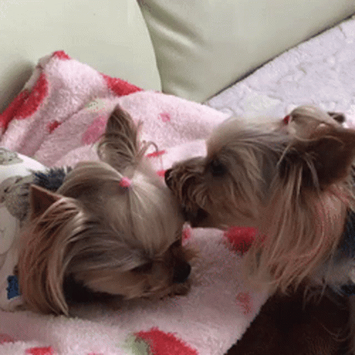 two small dogs cuddled on top of one another