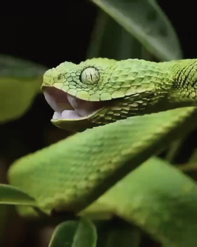 the green lizard is smiling happily with its mouth wide open