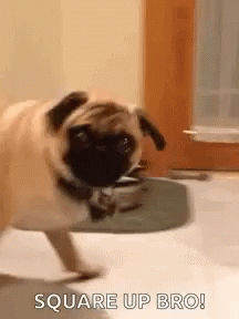 a dog is running and playing with a small skateboard