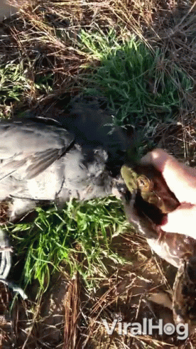 a dead bird laying on top of a grassy ground
