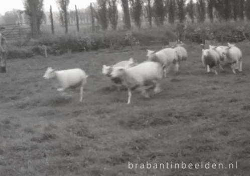a man herding sheep in a pasture