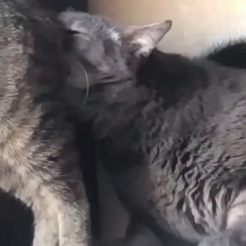 a cat sleeping on top of another cat while curled up