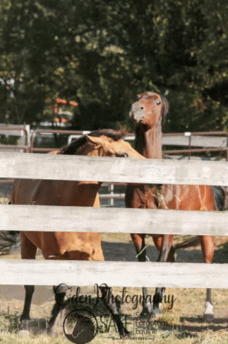 a horse standing next to another horse by a fence