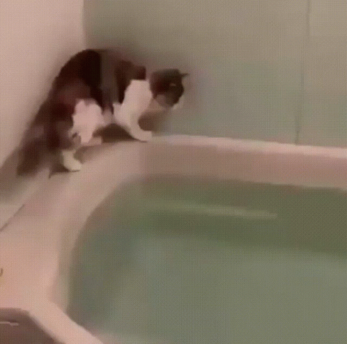 a cat is standing on a counter while the bathtub is leaking water