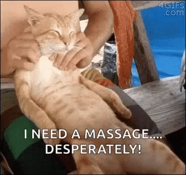 a person holding a cat up to a picture with the caption i need a massage desperately