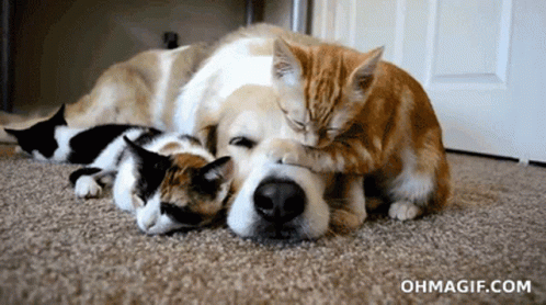 a cat laying with a dog and three kittens