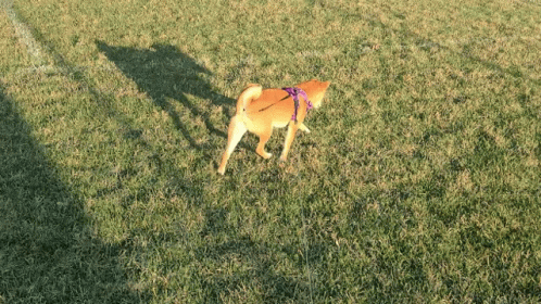 a dog standing in the grass under the shadow of a light
