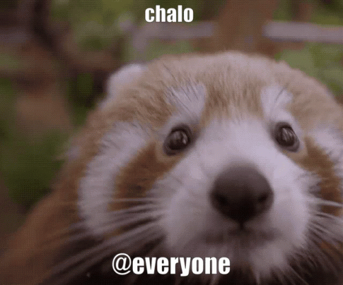 a meme of an otter saying, he is the world's cutest animal