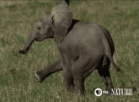 a little elephant walking in a field with grass