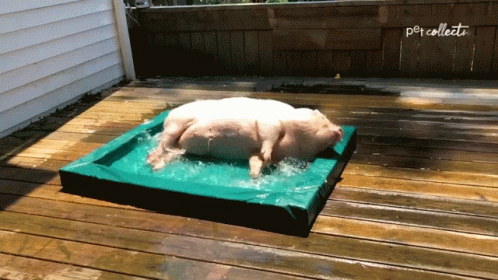 a white cow is laying down in its food box