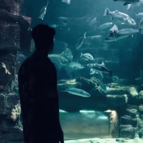 a man is looking at fish in an aquarium
