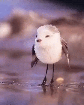 a little bird standing on top of water