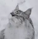 a large cat standing on top of snow covered ground