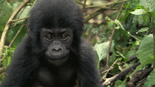 a baby gorilla in the middle of green leaves