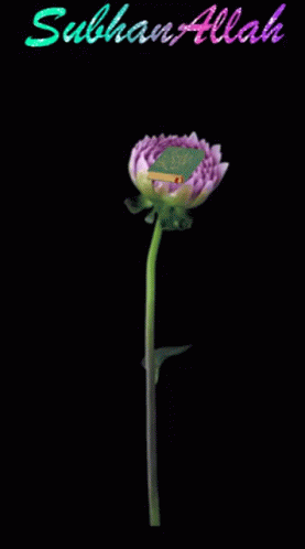 an image of a flower against a black background