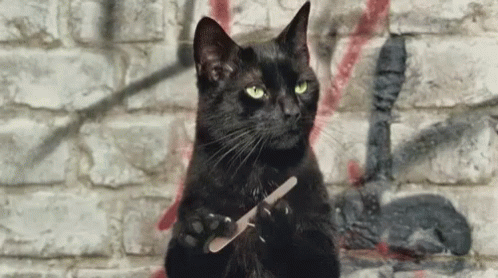 a black cat with green eyes holds a knife