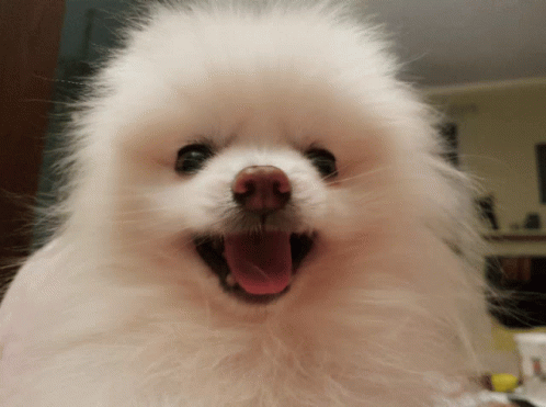 a fluffy dog smiles brightly with its tongue out