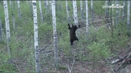 an image of a bear in the woods