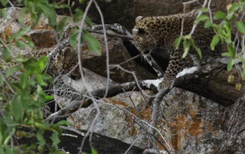 a leopard laying on top of rocks near a forest