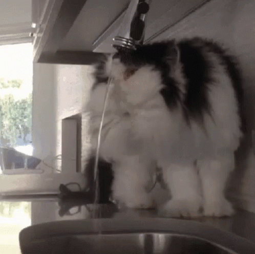 a furry cat standing in a kitchen sink