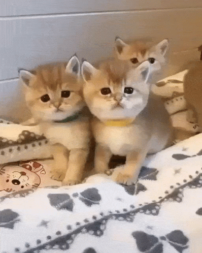 three little kittens sit together on a pillow in front of some pictures