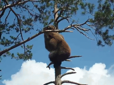 a bear in a tree climbing into the sky