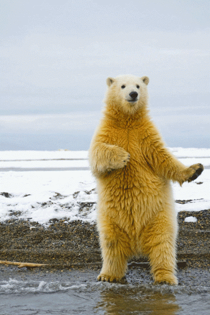 a blue polar bear standing up next to the water