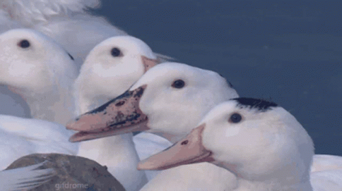 three white ducks with black beaks are shown together