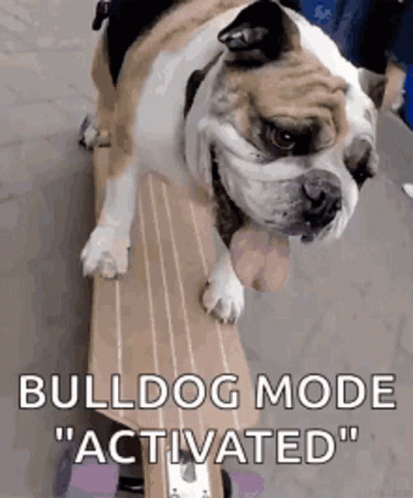 there is a bulldog that is sitting on the bench