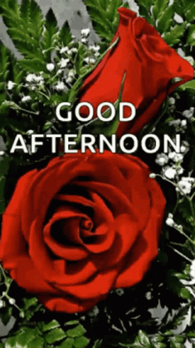 an blue rose that has been placed near the phrase,'good afternoon '