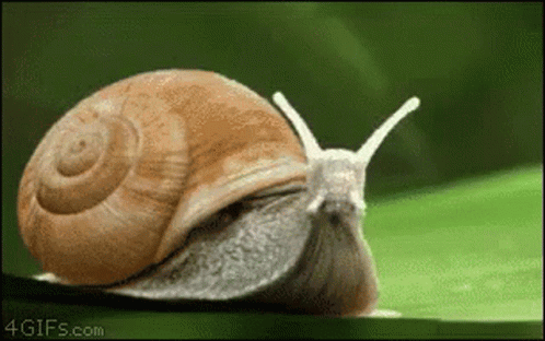 a snail crawling on a green surface