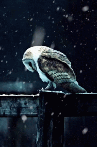 an owl sitting on top of a wooden fence in the snow