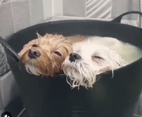 a couple of dogs in a bathtub