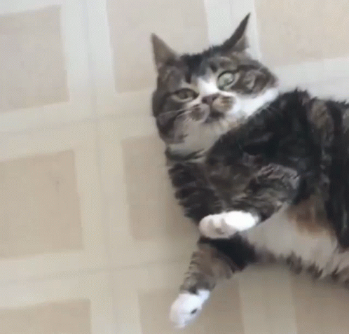 a cat that is sitting down with its arm in the air