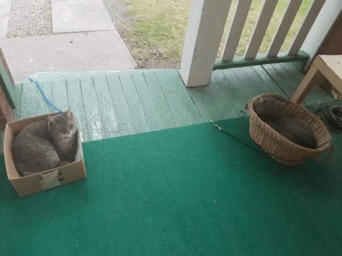 two cats curled up sleeping in a cat bed outside a house