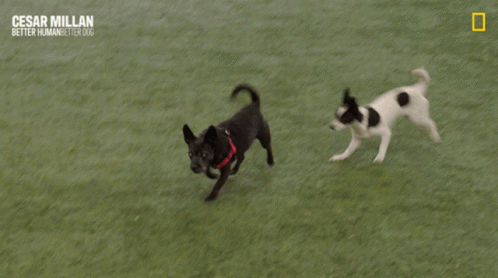 a black and white dog playing frisbee with another dog