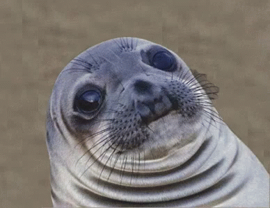 a seal is sitting on a table and staring