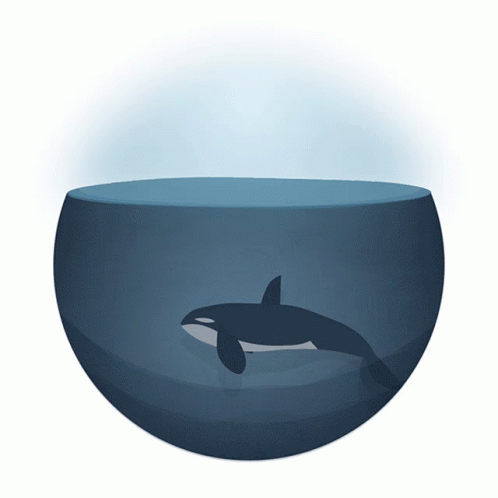 a po of an orca whale on a beige and brown bowl