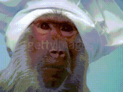 a monkey wearing a white hat on top of his head