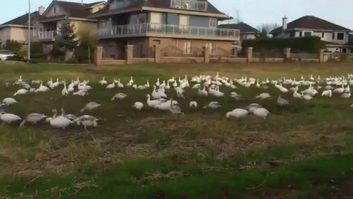 a large group of ducks standing in the grass