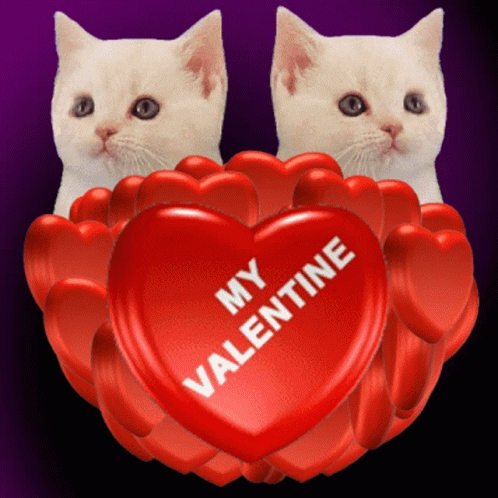 two white kittens sitting behind a blue heart that says my valentine
