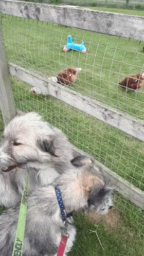 a dog that is laying down next to a fence