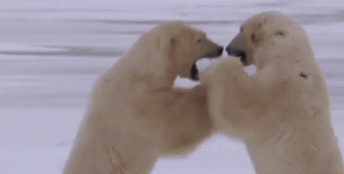two polar bears playing with each other