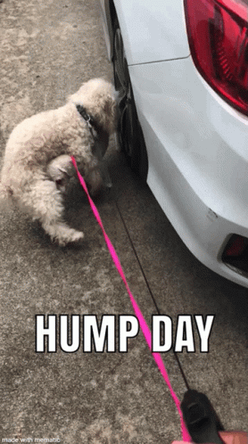 a dog is tied to the handle of a vehicle